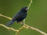 Em tempos bicudos, a Política em movimento